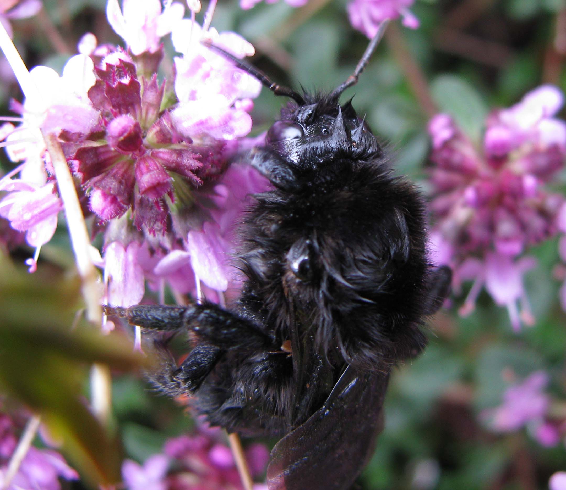 Bombus (Psithyrus) rupestris.